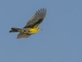 Yellow-breasted Pipit - P332, Wakkerstroom ZA-MP -27.37436, 30.17691, Mpumalanga , South Africa, Dec 6, 2024