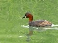 Little Grebe - Pietermaritzburg--Darvill Resources Park, Kwazulu-Natal, South Africa, Dec 14, 2024 Little Grebe - Pietermaritzburg--Darvill Resources Park, Kwazulu-Natal, South Africa, Dec 14, 2024
