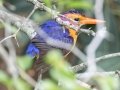 African Pygmy Kingfisher - uMkhuze Game Reserve, Mkuze ZA-KwaZulu-Natal -27.60021, 32.29576, Kwazulu-Natal, South Africa, Dec 8, 2024 African Pygmy Kingfisher - uMkhuze Game Reserve, Mkuze ZA-KwaZulu-Natal -27.60021, 32.29576, Kwazulu-Natal, South Africa, Dec 8, 2024