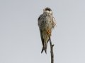 Amur Falcon - Sani Pass Road, Dr. Nkosazana Dlamini Zuma ZA-KZN -29.62098, 29.38952, Kwazulu-Natal,. Soouth Africa, Dec 13, 2024 Amur Falcon - Sani Pass Road, Dr. Nkosazana Dlamini Zuma ZA-KZN -29.62098, 29.38952, Kwazulu-Natal,. Soouth Africa, Dec 13, 2024