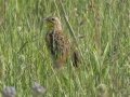 Yellow-breasted Pipit - P332, Wakkerstroom ZA-MP -27.37436, 30.17691, Mpumalanga , South Africa, Dec 6, 2024 Yellow-breasted Pipit - P332, Wakkerstroom ZA-MP -27.37436, 30.17691, Mpumalanga , South Africa, Dec 6, 2024