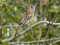 White-browed Scrub-Robin - Big Five Hlabisa Rural, Big Five Hlabisa ZA-KZN -27.90518, 32.36065, Kwazulu-Natal, South Africa, Dec 8, 2024 White-browed Scrub-Robin - Big Five Hlabisa Rural, Big Five Hlabisa ZA-KZN -27.90518, 32.36065, Kwazulu-Natal, South Africa, Dec 8, 2024