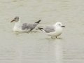 Gray-hooded Gull - Strandfontein WTP, Western Cape, ZA on Mon Nov 25, 2024 Gray-hooded Gull - Strandfontein WTP, Western Cape, ZA on Mon Nov 25, 2024