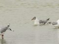 Gray-hooded Gull - Strandfontein WTP, Western Cape, ZA on Mon Nov 25, 2024 Gray-hooded Gull - Strandfontein WTP, Western Cape, ZA on Mon Nov 25, 2024