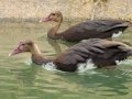 Spur-winged Geese -  Pietermaritzburg--Darvill Resources Park, Kwazulu-Natal, South Africa, Dec 14, 2024