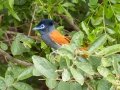 African Paradise-Flycatcher - uMkhuze Game Reserve, Mkuze ZA-KwaZulu-Natal -27.60021, 32.29576, Kwazulu-Natal, South Africa, Dec 8, 2024