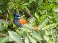 African Paradise-Flycatcher - uMkhuze Game Reserve, Mkuze ZA-KwaZulu-Natal -27.60021, 32.29576, Kwazulu-Natal, South Africa, Dec 8, 2024 African Paradise-Flycatcher - uMkhuze Game Reserve, Mkuze ZA-KwaZulu-Natal -27.60021, 32.29576, Kwazulu-Natal, South Africa, Dec 8, 2024