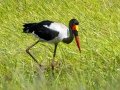 Saddle-billed Stork - Simangaliso WP--Eastern Shores, Kwazulu-Natal, South Africa, Dec 10, 2024 Saddle-billed Stork - Simangaliso WP--Eastern Shores, Kwazulu-Natal, South Africa, Dec 10, 2024