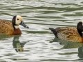White-faced Whistling-Duck - Pietermaritzburg--Darvill Resources Park, Kwazulu-Natal, South Africa, Dec 14, 2024 White-faced Whistling-Duck - Pietermaritzburg--Darvill Resources Park, Kwazulu-Natal, South Africa, Dec 14, 2024