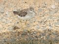 Wood Sandpiper - Pietermaritzburg--Darvill Resources Park, Kwazulu-Natal, South Africa, Dec 14, 2024 Wood Sandpiper - Pietermaritzburg--Darvill Resources Park, Kwazulu-Natal, South Africa, Dec 14, 2024