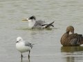 Great Crested Tern - Strandfontein WTP, Western Cape, ZA on Mon Nov 25, 2024 Great Crested Tern - Strandfontein WTP, Western Cape, ZA on Mon Nov 25, 2024