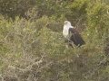 African Fish Eagle - Elim - Struisbaai Road, Cape Agulhas ZA-Western Cape (-34.6209,19.8123), Western Cape, ZA on Tue Nov 26, 2024 African Fish Eagle - Elim - Struisbaai Road, Cape Agulhas ZA-Western Cape (-34.6209,19.8123), Western Cape, ZA on Tue Nov 26, 2024