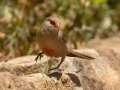 Common Waxbill - Kirstenbosch Botanical Garden, Western Cape, ZA, Nov 24, 2024 Common Waxbill - Kirstenbosch Botanical Garden, Western Cape, ZA, Nov 24, 2024