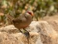 Common Waxbill - Kirstenbosch Botanical Garden, Western Cape, ZA, Nov 24, 2024 Common Waxbill - Kirstenbosch Botanical Garden, Western Cape, ZA, Nov 24, 2024