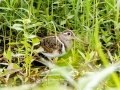 Greater Painted-Snipe - Pietermaritzburg--Darvill Resources Park, Kwazulu-Natal, South Africa, Dec 14, 2024 Greater Painted-Snipe - Pietermaritzburg--Darvill Resources Park, Kwazulu-Natal, South Africa, Dec 14, 2024