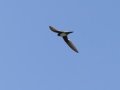 Alpine Swift - Kirstenbosch Botanical Garden, Western Cape, ZA, Nov 24, 2024 Alpine Swift - Kirstenbosch Botanical Garden, Western Cape, ZA, Nov 24, 2024
