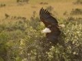 African Fish Eagle - Elim - Struisbaai Road, Cape Agulhas ZA-Western Cape (-34.6209,19.8123), Western Cape, ZA on Tue Nov 26, 2024 African Fish Eagle - Elim - Struisbaai Road, Cape Agulhas ZA-Western Cape (-34.6209,19.8123), Western Cape, ZA on Tue Nov 26, 2024