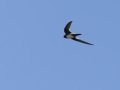 Alpine Swift - Kirstenbosch Botanical Garden, Western Cape, ZA, Nov 24, 2024 Alpine Swift - Kirstenbosch Botanical Garden, Western Cape, ZA, Nov 24, 2024