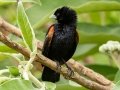 Fan-tailed Widowbird - Pietermaritzburg--Darvill Resources Park, Kwazulu-Natal, South Africa, Dec 14, 2024 Fan-tailed Widowbird - Pietermaritzburg--Darvill Resources Park, Kwazulu-Natal, South Africa, Dec 14, 2024