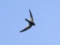 Alpine Swift - Kirstenbosch Botanical Garden, Western Cape, ZA, Nov 24, 2024 Alpine Swift - Kirstenbosch Botanical Garden, Western Cape, ZA, Nov 24, 2024
