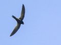 African Swift (African) - Kirstenbosch Botanical Garden, Western Cape, ZA, Nov 24, 2024 African Swift (African) - Kirstenbosch Botanical Garden, Western Cape, ZA, Nov 24, 2024