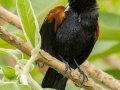 Fan-tailed Widowbird - Pietermaritzburg--Darvill Resources Park, Kwazulu-Natal, South Africa, Dec 14, 2024 Fan-tailed Widowbird - Pietermaritzburg--Darvill Resources Park, Kwazulu-Natal, South Africa, Dec 14, 2024
