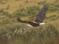 African Fish Eagle - Elim - Struisbaai Road, Cape Agulhas ZA-Western Cape (-34.6209,19.8123), Western Cape, ZA on Tue Nov 26, 2024 African Fish Eagle - Elim - Struisbaai Road, Cape Agulhas ZA-Western Cape (-34.6209,19.8123), Western Cape, ZA on Tue Nov 26, 2024