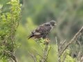 Jackal Buzzard - Pietermaritzburg--Darvill Resources Park, Kwazulu-Natal, South Afric, Dec 14, 2024 Jackal Buzzard - Pietermaritzburg--Darvill Resources Park, Kwazulu-Natal, South Afric, Dec 14, 2024
