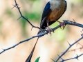 Shaft-tailed Whydah - Mokala NP,  Northern Cape, South Africa, Dec 4, 2024