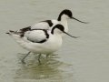 Pied Avocets - Strandfontein WTP, Western Cape, ZA on Mon Nov 25, 2024 Pied Avocets - Strandfontein WTP, Western Cape, ZA on Mon Nov 25, 2024
