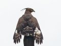 Long-crested Eagle - D553, Big Five Hlabisa ZA-KwaZulu-Natal -27.92257, 32.34485, ,Kwazulu-Natal, South Africa, Dec 9, 2024 Long-crested Eagle - D553, Big Five Hlabisa ZA-KwaZulu-Natal -27.92257, 32.34485, ,Kwazulu-Natal, South Africa, Dec 9, 2024