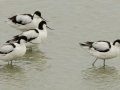 Pied Avocets - Strandfontein WTP, Western Cape, ZA on Mon Nov 25, 2024