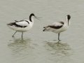 Pied Avocets - Strandfontein WTP, Western Cape, ZA on Mon Nov 25, 2024 Pied Avocets - Strandfontein WTP, Western Cape, ZA on Mon Nov 25, 2024