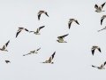 Black-winged Lapwings - Pietermaritzburg--Darvill Resources Park, Kwazulu-Natal, South Africa, Dec 14, 2024 Black-winged Lapwings - Pietermaritzburg--Darvill Resources Park, Kwazulu-Natal, South Africa, Dec 14, 2024