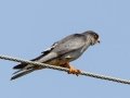 Amur Falcon - Simangaliso WP--Eastern Shores, Kwazulu-Natal, South Africa, Dec 10, 2024 Amur Falcon - Simangaliso WP--Eastern Shores, Kwazulu-Natal, South Africa, Dec 10, 2024