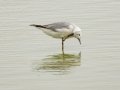Gray-hooded Gull - Strandfontein WTP, Western Cape, ZA on Mon Nov 25, 2024 Gray-hooded Gull - Strandfontein WTP, Western Cape, ZA on Mon Nov 25, 2024