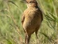Eastern Long-billed Lark - P332, Wakkerstroom ZA-MP -27.37436, 30.17691, Mpumalanga , South Africa, Dec 6, 2024 Eastern Long-billed Lark - P332, Wakkerstroom ZA-MP -27.37436, 30.17691, Mpumalanga , South Africa, Dec 6, 2024