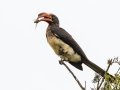 Crowned Hornbill - Big Five Hlabisa Rural, Big Five Hlabisa ZA-KZN -27.90518, 32.36065, Kwazulu-Natal, South Africa, Dec 8, 2024 Crowned Hornbill - Big Five Hlabisa Rural, Big Five Hlabisa ZA-KZN -27.90518, 32.36065, Kwazulu-Natal, South Africa, Dec 8, 2024
