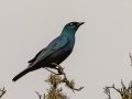 Black-bellied Starling - Big Five Hlabisa Rural, Big Five Hlabisa ZA-KZN -27.90518, 32.36065, Kwazulu-Natal, South Africa, Dec 8, 2024 Black-bellied Starling - Big Five Hlabisa Rural, Big Five Hlabisa ZA-KZN -27.90518, 32.36065, Kwazulu-Natal, South Africa, Dec 8, 2024
