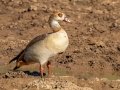 Egyptian Goose - Mokala NP, Northern Cape, South Africa, Dec 4, 2024 Egyptian Goose - Mokala NP, Northern Cape, South Africa, Dec 4, 2024