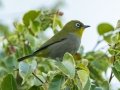Cape White-eye - Hout Bay Beach and Estuary, Western Cape, ZA, Nov 23, 2024 Cape White-eye - Hout Bay Beach and Estuary, Western Cape, ZA, Nov 23, 2024