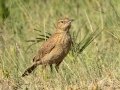 Eastern Long-billed Lark - P332, Wakkerstroom ZA-MP -27.37436, 30.17691, Mpumalanga , South Africa, Dec 6, 2024 Eastern Long-billed Lark - P332, Wakkerstroom ZA-MP -27.37436, 30.17691, Mpumalanga , South Africa, Dec 6, 2024