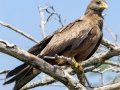Black Kite (Yellow-billed) - Simangaliso WP--Eastern Shores, Kwazulu-Natal, South Africa, Dec 10, 2024