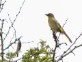 Sombre Greenbul - Big Five Hlabisa Rural, Big Five Hlabisa ZA-KZN -27.90518, 32.36065, Kwazulu-Natal, South Africa, Dec 8, 2024