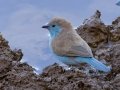 Southern Cordonbleu - Mokala NP, Northern Cape, South Africa, Dec 4, 2024 Southern Cordonbleu - Mokala NP, Northern Cape, South Africa, Dec 4, 2024