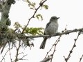Gray-tit Flycatcher - Big Five Hlabisa Rural, Big Five Hlabisa ZA-KZN -27.90518, 32.36065, Kwazulu-Natal, South Africa, Dec 8, 2024 Gray-tit Flycatcher - Big Five Hlabisa Rural, Big Five Hlabisa ZA-KZN -27.90518, 32.36065, Kwazulu-Natal, South Africa, Dec 8, 2024