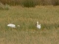 African Spoonbill with Yellow-billed Egret - Struisbaai Road, R319 ZA-Western Cape (-34.6415,20.0528), Western Cape, ZA on Tue Nov 26, 2024 African Spoonbill with Yellow-billed Egret - Struisbaai Road, R319 ZA-Western Cape (-34.6415,20.0528), Western Cape, ZA on Tue Nov 26, 2024