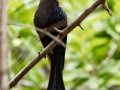 Square-tailed Drongo - Big Five Hlabisa Rural, Big Five Hlabisa ZA-KZN -27.90518, 32.36065, Kwazulu-Natal, South Africa, Dec 8, 2024 Square-tailed Drongo - Big Five Hlabisa Rural, Big Five Hlabisa ZA-KZN -27.90518, 32.36065, Kwazulu-Natal, South Africa, Dec 8, 2024
