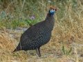 Helmeted Guineafowl - Hout Bay Beach and Estuary, Western Cape, ZA, Nov 23, 2024 Helmeted Guineafowl - Hout Bay Beach and Estuary, Western Cape, ZA, Nov 23, 2024