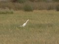 Yellow-billed Egret - Struisbaai Road, R319 ZA-Western Cape (-34.6415,20.0528), Western Cape, ZA on Tue Nov 26, 2024 Yellow-billed Egret - Struisbaai Road, R319 ZA-Western Cape (-34.6415,20.0528), Western Cape, ZA on Tue Nov 26, 2024